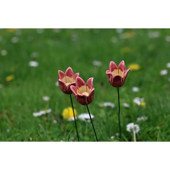 Tulipán 