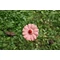 Gerbera (Mini)